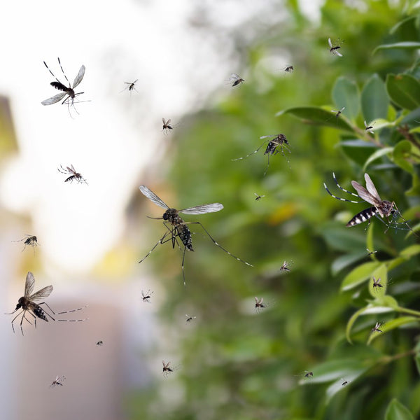 Don’t Let Mosquitoes Crash Your Backyard Party! Here’s How to Keep Them Away for Good